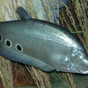 Ocellated Knifefish (Chitala chitala)