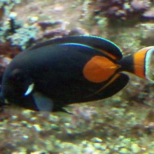 Achilles Surgeonfish (Acanthurus achilles)