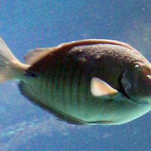 Doctorfish (Acanthurus chirurgus)