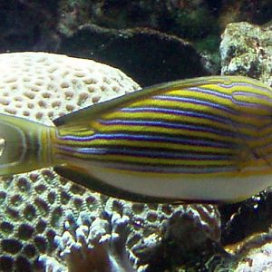 Clown Surgeonfish (Acanthurus lineatus)
