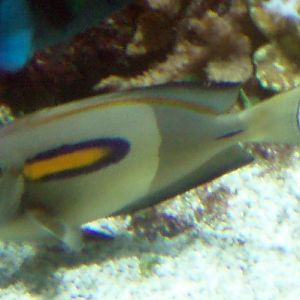 Orange-spot Surgeonfish (Acanthurus olivaceus)