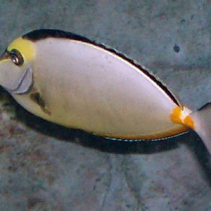 Lipstick Tang (Naso lituratus)