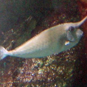 Bluespine Unicornfish (Naso unicornis)