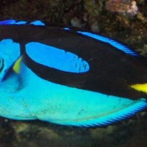 Hippo Tang (Paracanthurus hepatus)