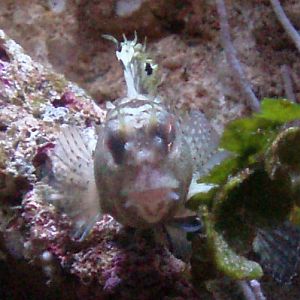 Butterfly Blenny (Blennius ocellaris)