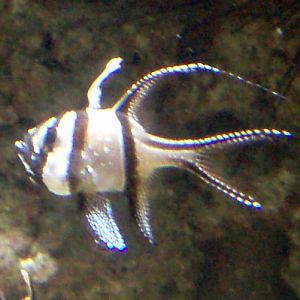 Banggai Cardinalfish (Pterapogon kauderni)