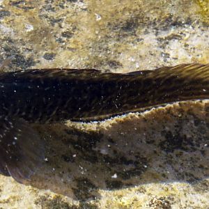 Rock-pool Blenny (Parablennius parvicornis)