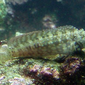 Portuguese Blenny (Parablennius ruber)