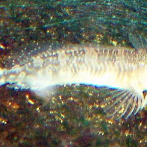 Freshwater Blenny (Salaria fluviatilis)