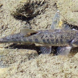 Common Minnow (Phoxinus phoxinus)