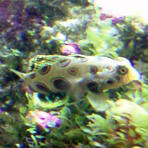 Spotted Mandarinfish (Synchiropus piscturatus)