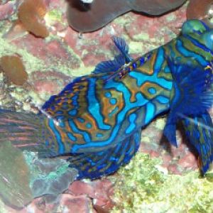 Mandarinfish (Synchiropus splendidus)