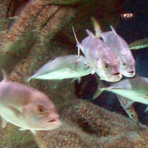 Horse-eye Jack (Caranx latus)