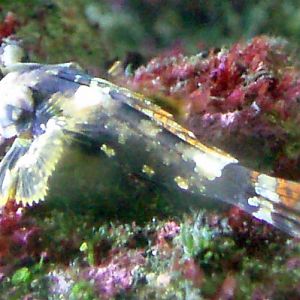Starry Dragonet (Synchiropus stellatus)