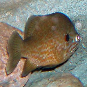 Pumpkinseed Sunfish (Lepomis gibbosus)
