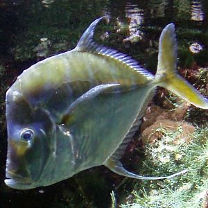 Lookdown - Selene vomer