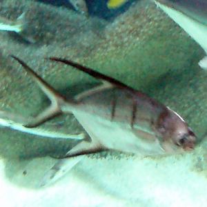 Great Pompano (Trachinotus goodei)