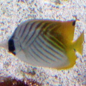 Threadfin Butterflyfish (Chaetodon auriga)