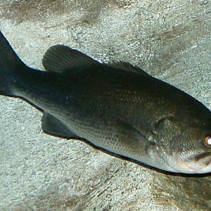Large-mouth Blackbass (Micropterus salmoides)