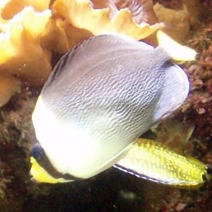 Singapore Angelfish (Chaetodonplus mesoleucus)