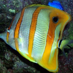 Beaked Coralfish (Chelmon rostratus)