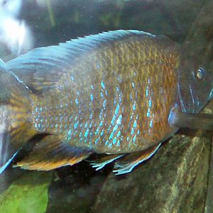 Emperor Cichlid (Aulonocara nyassae)