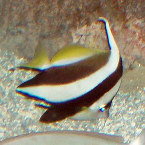 Long-fin Bannerfish (Heniochus acuminatus)