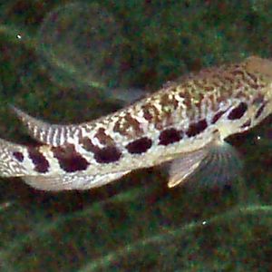 Jaguar Cichlid (Cichlasoma managuense)