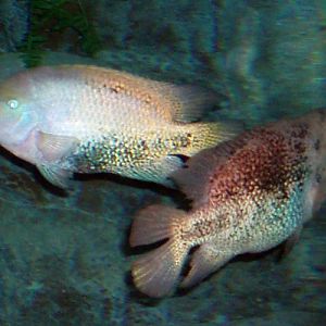 Redhead Cichlid (Cichlasoma synspilum)