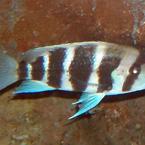 Frontosa Cichlid (Cyphotilapia frontosa)