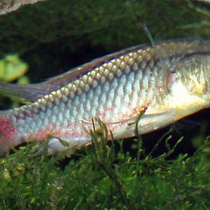 Ncheni Type Haplochromis (Dimidiochromis dimidiatus)