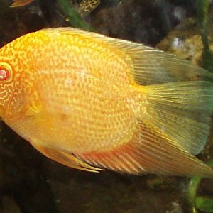 Golden Severum (Heros efasciatus)