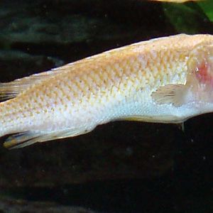 Blue Mbuna (Labeotropheus fuelleborni)