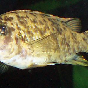 Trewavas Mbuna (Labeotropheus trewavasae)