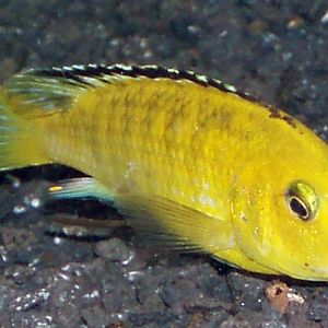 Electric Yellow (Labidochromis caeruleus)