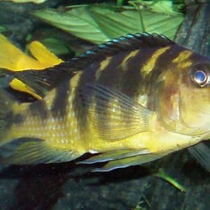 Hornet Cichlid (Pseudotropheus crabro)