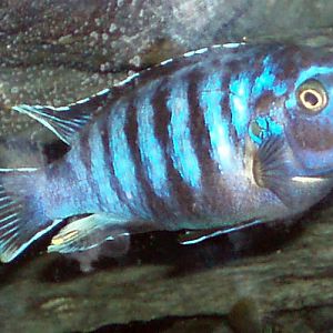Demason's Cichlid (Pseudotropheus demasoni)