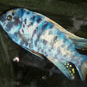 Malawi Blue Cichlid (Pseudotropheus zebra)