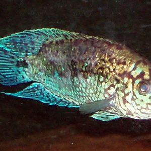 Jack Dempsey (Rocio octofasciatum)