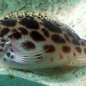 Coral Hawkfish (Cirrhitichthys oxycephalus)
