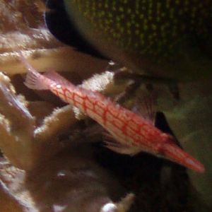 Long-nosed Hawkfish (Oxycirrhites typus)
