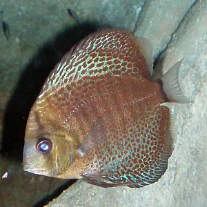Discus (Symphysodon discus)