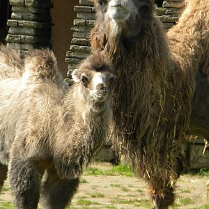 Baby Bactrian Camel at Blackpool Zoo 14/05/11