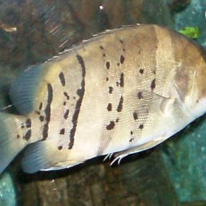 Indonesian Tiger Fish (Datnioides microlepis)
