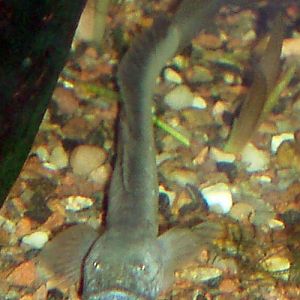 Dragon Goby (Gobioides broussonetii)