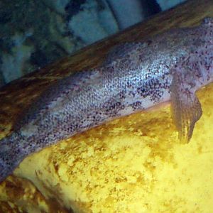 Red-mouthed Goby (Gobius cruentatus)