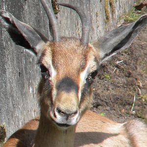 Arabian Mountain Gazelle at Blackpool Zoo 14/05/11