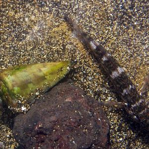 Madeira Goby (Mauligobius maderensis) and Conus guanche