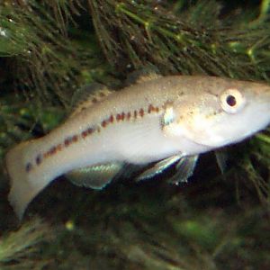 Purple Spot Gudgeon (Morgunda morgunda)