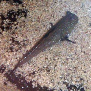 Atlantic Mudskipper (Periophthalmus barbarus)